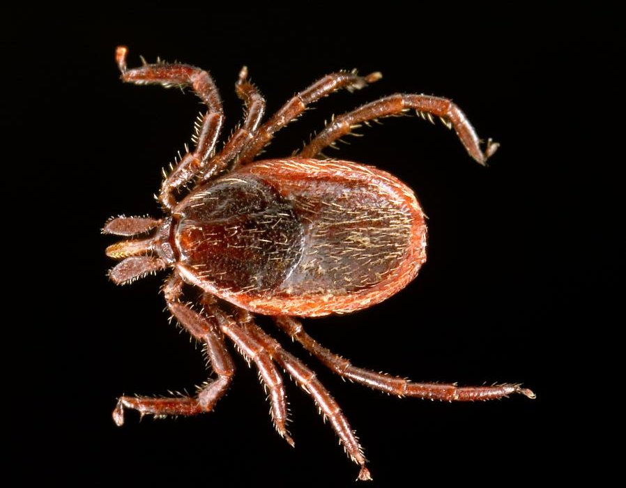 PointBiotech's tweet photo. Gentech-Mäuse gegen Borreliose-Zecken, Innovative Therapie zur Korrektur von Unsinn-Mutationen, de novo-Domestikation von Wildreis, Europa macht voran, Schweiz zaudert bei Pflanzenzüchtung: der neue scienceindustries POINT Newsletter 281 (November 2025) https://t.co/vNWB8q1pVS https://t.co/i7hXEin7Y8