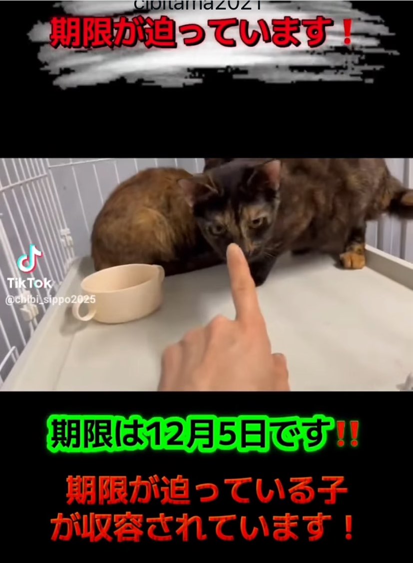 hgwj2WODcjLjHal's tweet image. 🆘期限間近‼️収容期限12/5迄①🆘#拡散希望 #里親募集
山口県萩健康福祉センター飼い主に持ち込まれた5匹の猫がいます。先に持ち込まれた親子3匹の期限が迫っています。
みんな人馴れしているそう
管理番号13
サビママ2歳
里親希望者様はちびたまのしっぽ愛護会様インスタDMへ
instagram.com/reel/DRr-quZD2…