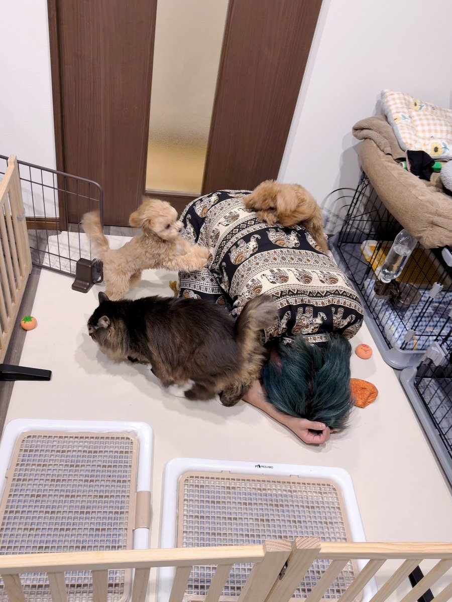 もちを。 tweet media