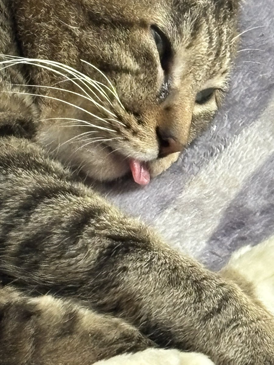 つくね (@X_Z_ZX_ZXA) on X