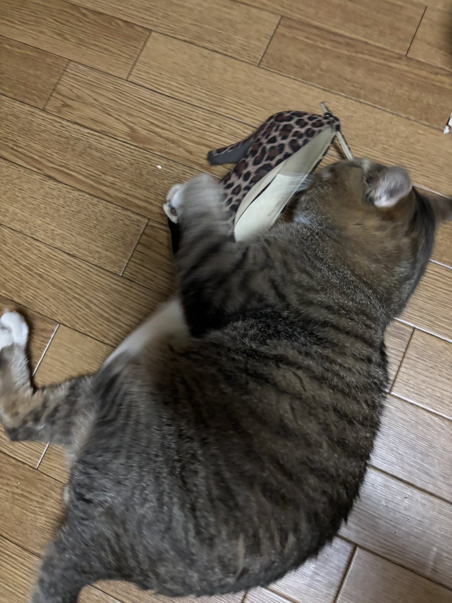 つくね (@X_Z_ZX_ZXA) on X