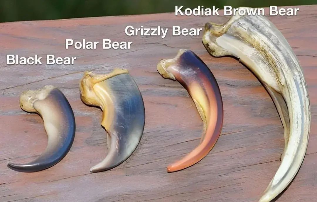 AMAZlNGNATURE's tweet image. Bear claw size comparison