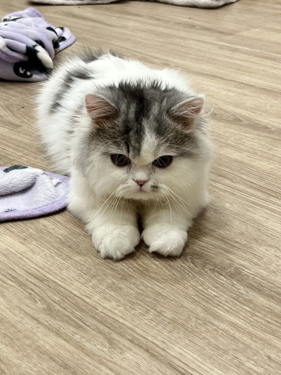 10vedec's tweet image. ขี้งอนมากกก เก็บสีหน้าไม่ได้ แสดงออกทางหน้าหมด522525