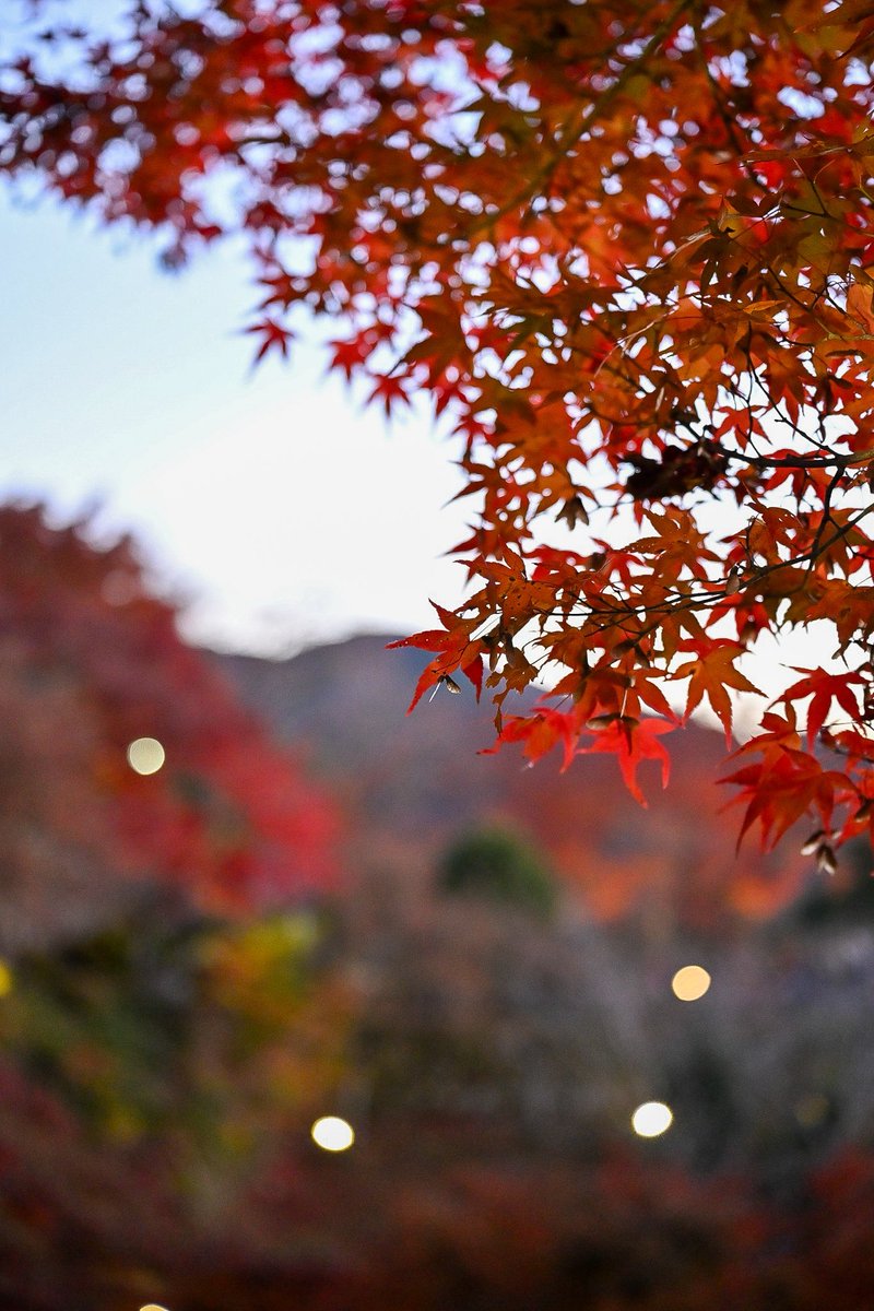 CirquedeK's tweet photo. 今年初めての紅葉を見に行って来ました^_^
#郡上八幡城 #岐阜 #紅葉 #かえで https://t.co/AMX77UEb9x