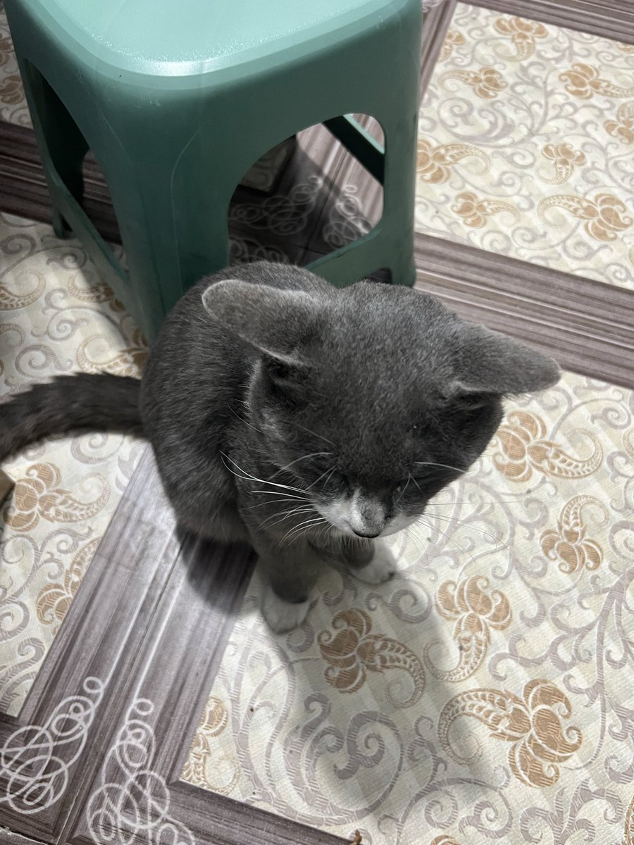 乘乘的！一直蹲在我们桌子旁边