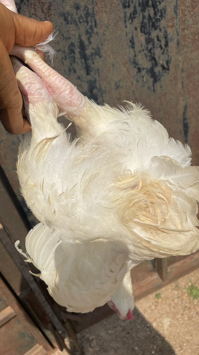 BDO delivery【110634.com】.ygi