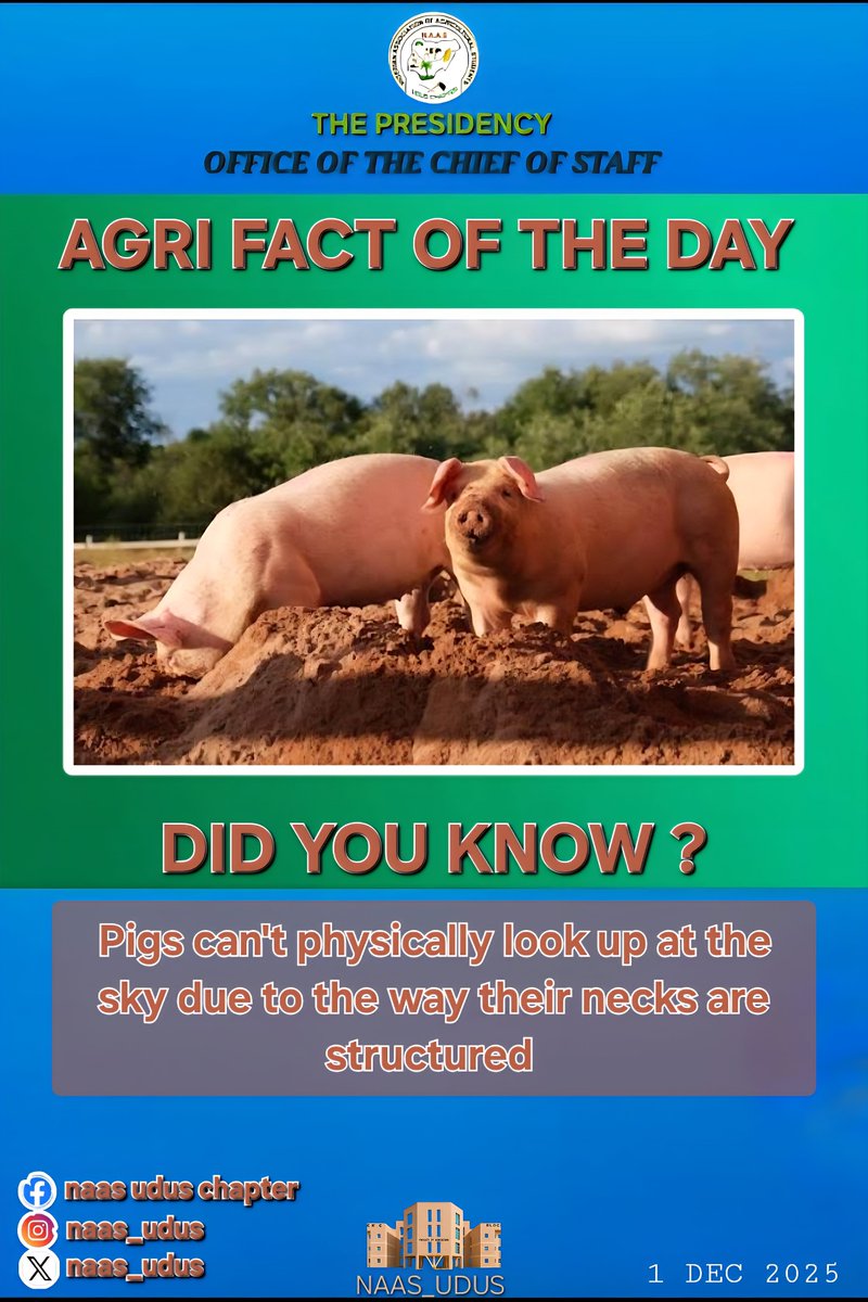 naas_udus's tweet photo. AGRI FACT OF THE DAY

" Repost if you learned something new today! "

#NAASUDUS2526
#NAASGREENKNOWLEDGE 
#GROWGREENGROWPROSPERITY
#FACULTYOFAGRICULTUREUDUS 
#UDUSOK https://t.co/Q54jD43UHE