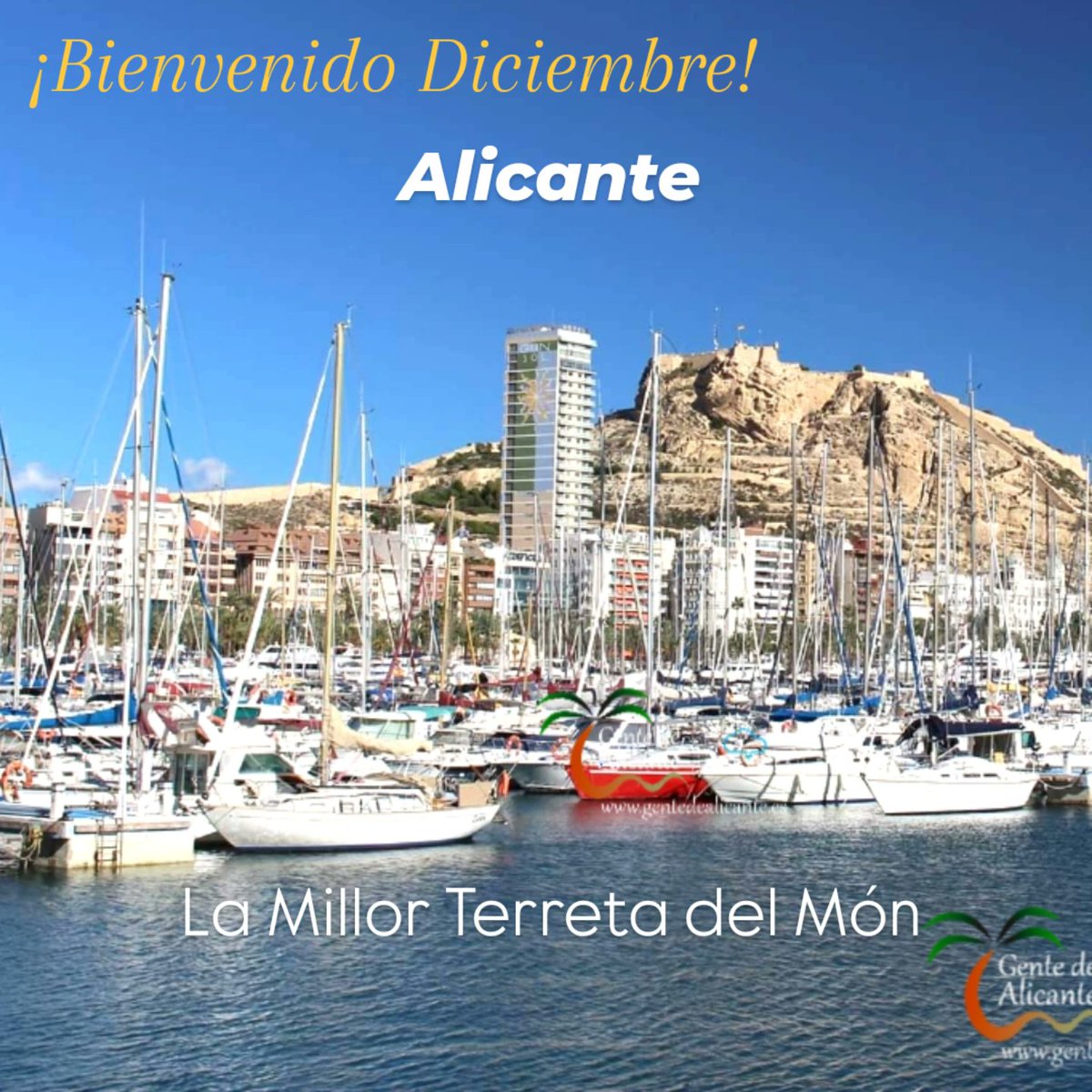 🌴 Gente de Alicante tweet media