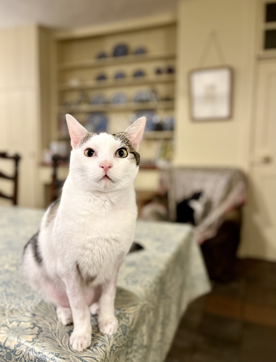 fugitiveink's tweet photo. I know that there are bigger things happening in the world, but my little cat Spoon, who has had an ongoing problem with over-grooming, starts immunotherapy injections today, as steroids are no longer helping. Spoon-enthusiasts might wish to send positive thoughts his (our?) way.