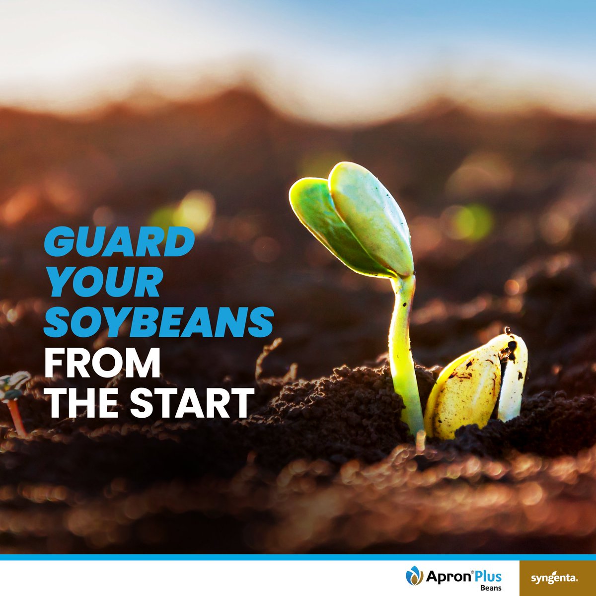 Patchy germination and weak seedlings can cost you yield before your soybeans even take off 🌱​

With Apron® Plus Beans, protect your seeds from soil-borne diseases for strong emergence and a uniform, healthy crop stand. Start strong, finish stronger. ​

#SyngentaZambia