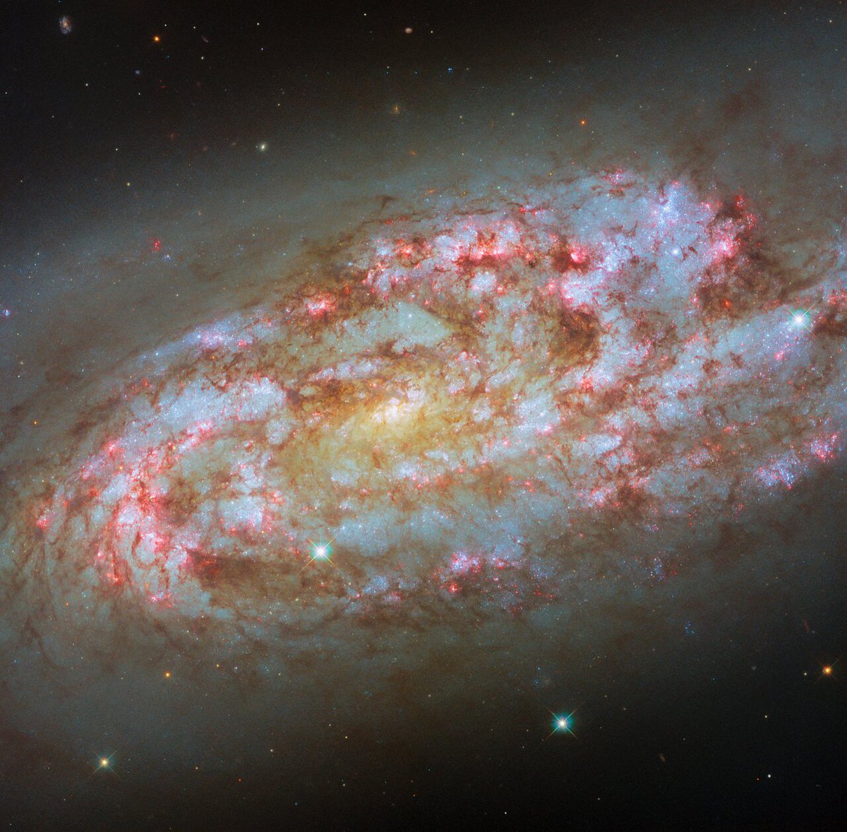 Our ESA/Hubble Picture of the Week features a stormy spiral galaxy ⛈️

NGC 1792 is a starburst galaxy 🌟 with its spiral arms rich in star-forming regions. It is close to a larger neighbour, NGC 1808, and their gravitational interaction is believed to have stirred up the gas in