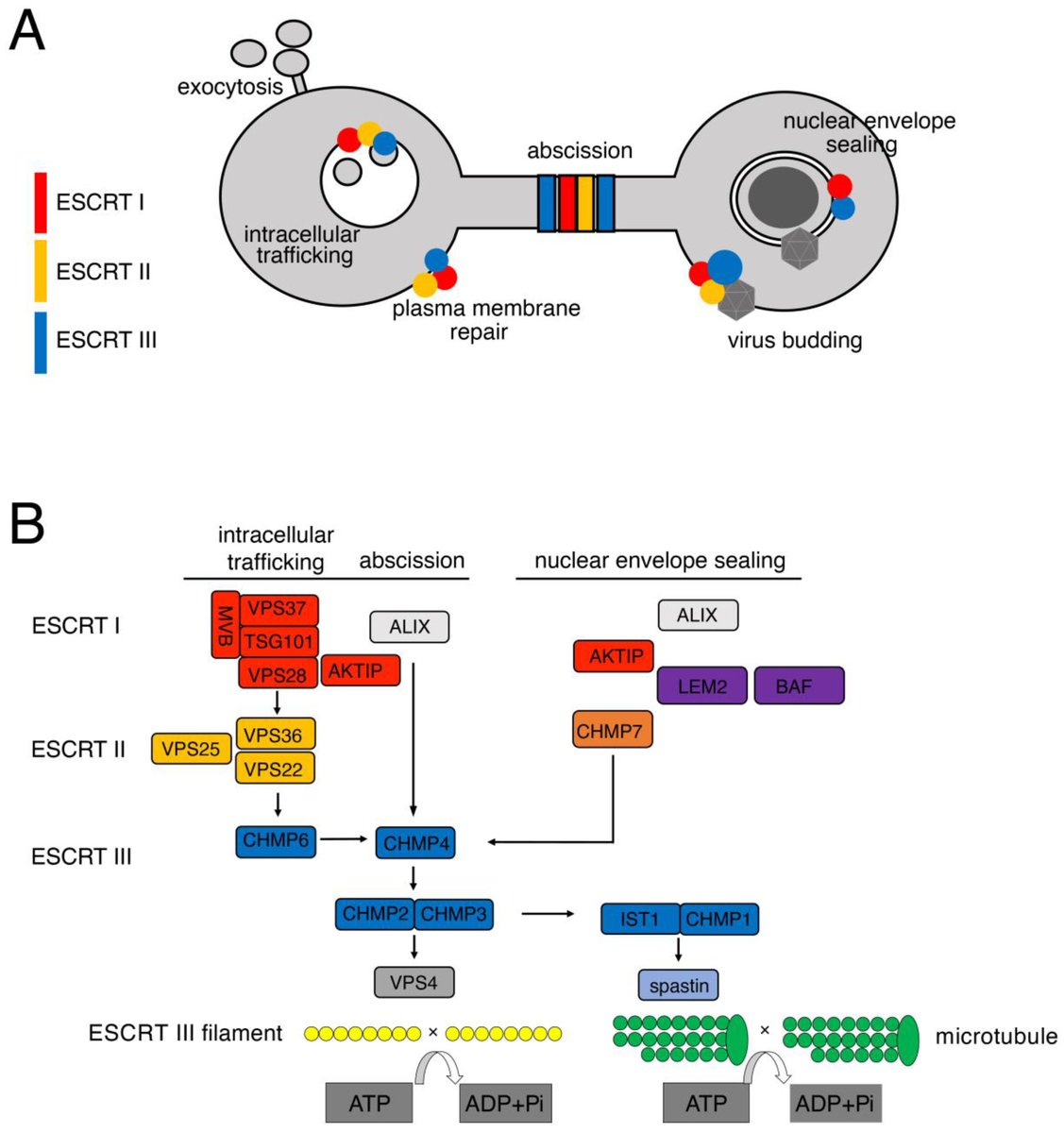 Cells_MDPI's tweet image. ✨ #HighlyCited in 2024! ✨

𝑷𝒓𝒆𝒔𝒆𝒓𝒗𝒊𝒏𝒈 𝑮𝒆𝒏𝒐𝒎𝒆 𝑰𝒏𝒕𝒆𝒈𝒓𝒊𝒕𝒚: 𝑼𝒏𝒗𝒆𝒊𝒍𝒊𝒏𝒈 𝒕𝒉𝒆 𝑹𝒐𝒍𝒆𝒔 𝒐𝒇 𝑬𝑺𝑪𝑹𝑻 𝑴𝒂𝒄𝒉𝒊𝒏𝒆𝒓𝒚

🔗 Read the full 𝒑𝒂𝒑𝒆𝒓: brnw.ch/21wXXEs