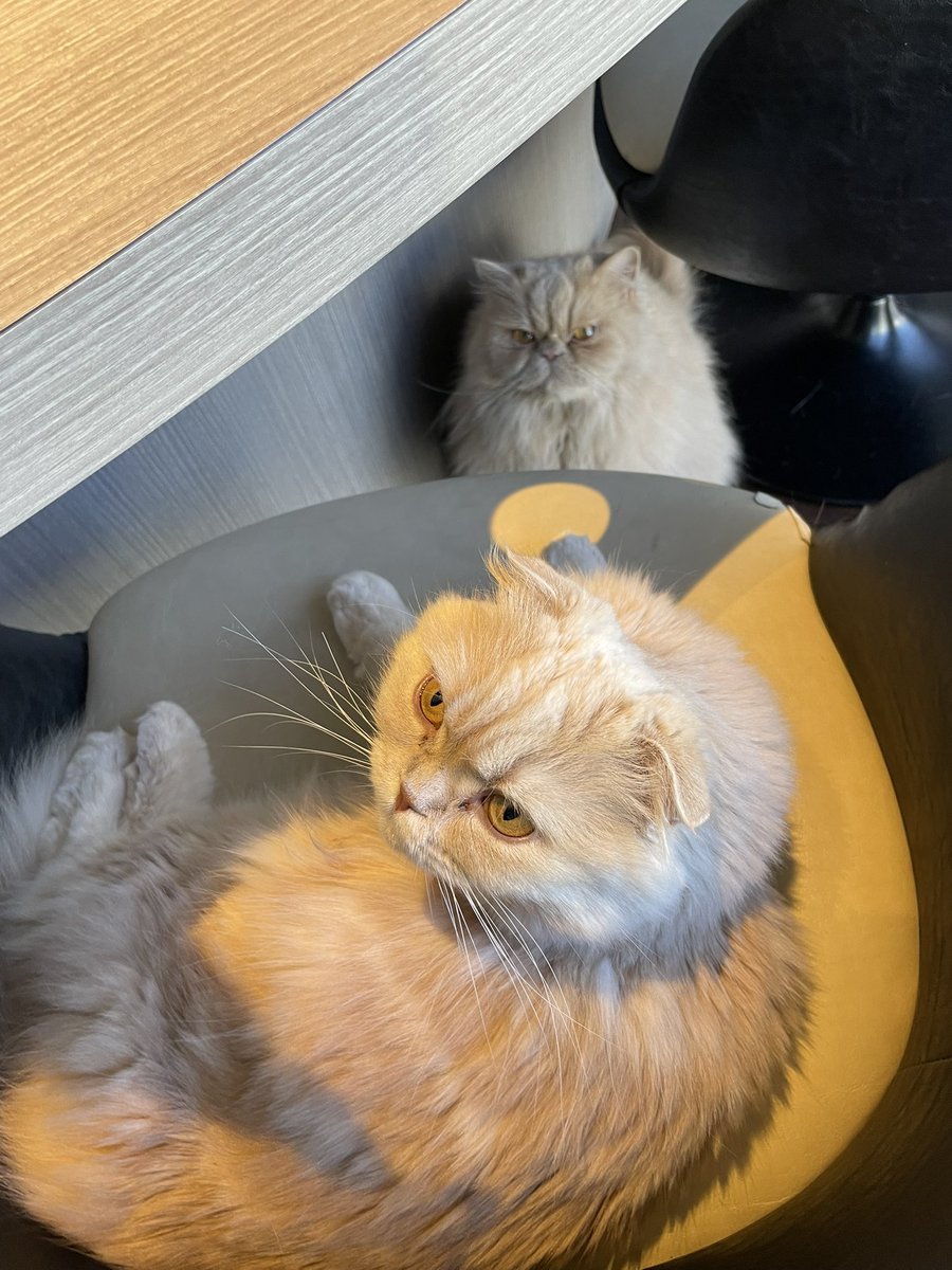 あると (@_4lto) / Posts / X