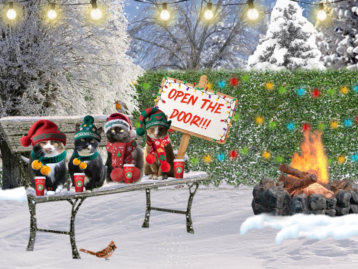 We’re here! OPEN THE DOOR 🎄
#HedgewatchXmas