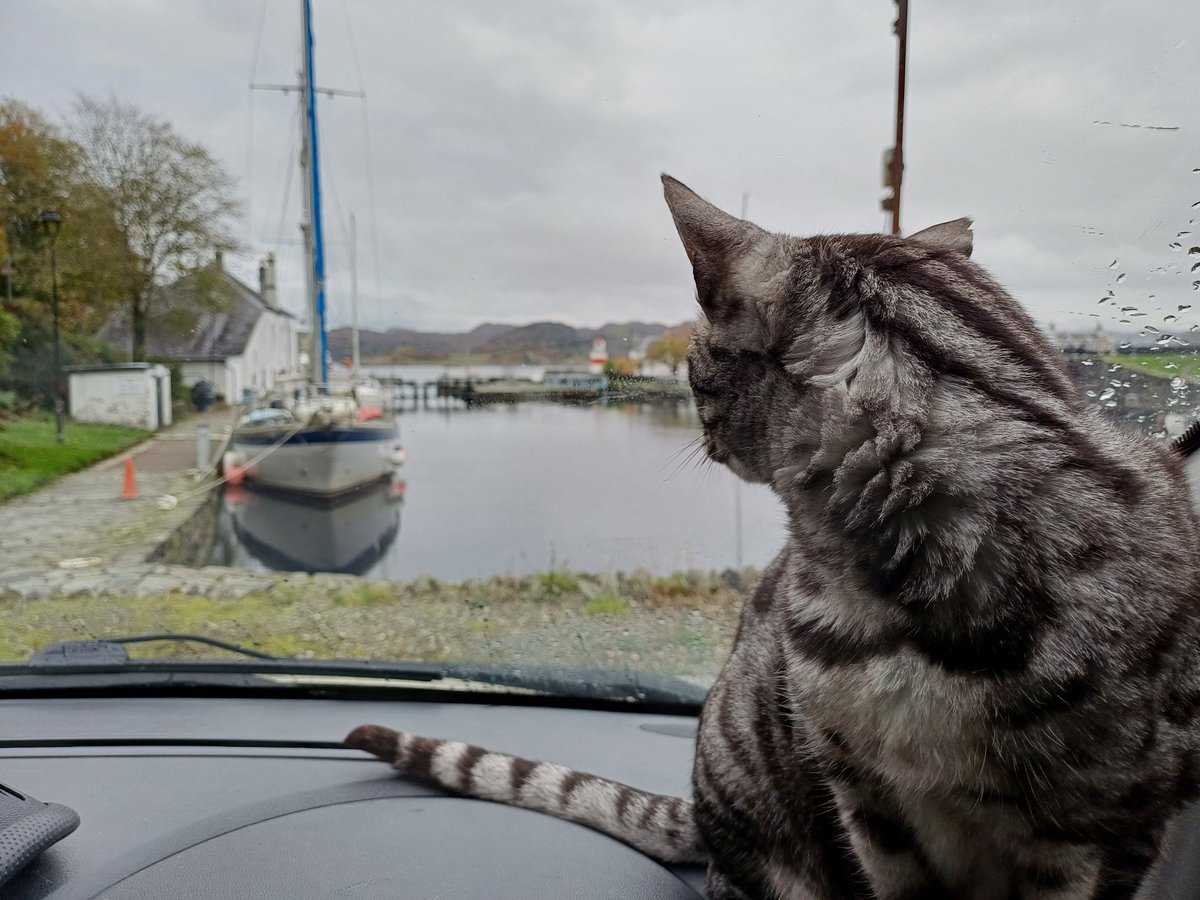 brew_with_view's tweet image. Sylvie is excited about a week of photos of her looking out the van window 😺 
Here watching boats on the Crinan Canal #AlphabetChallenge #WeekWforWindows