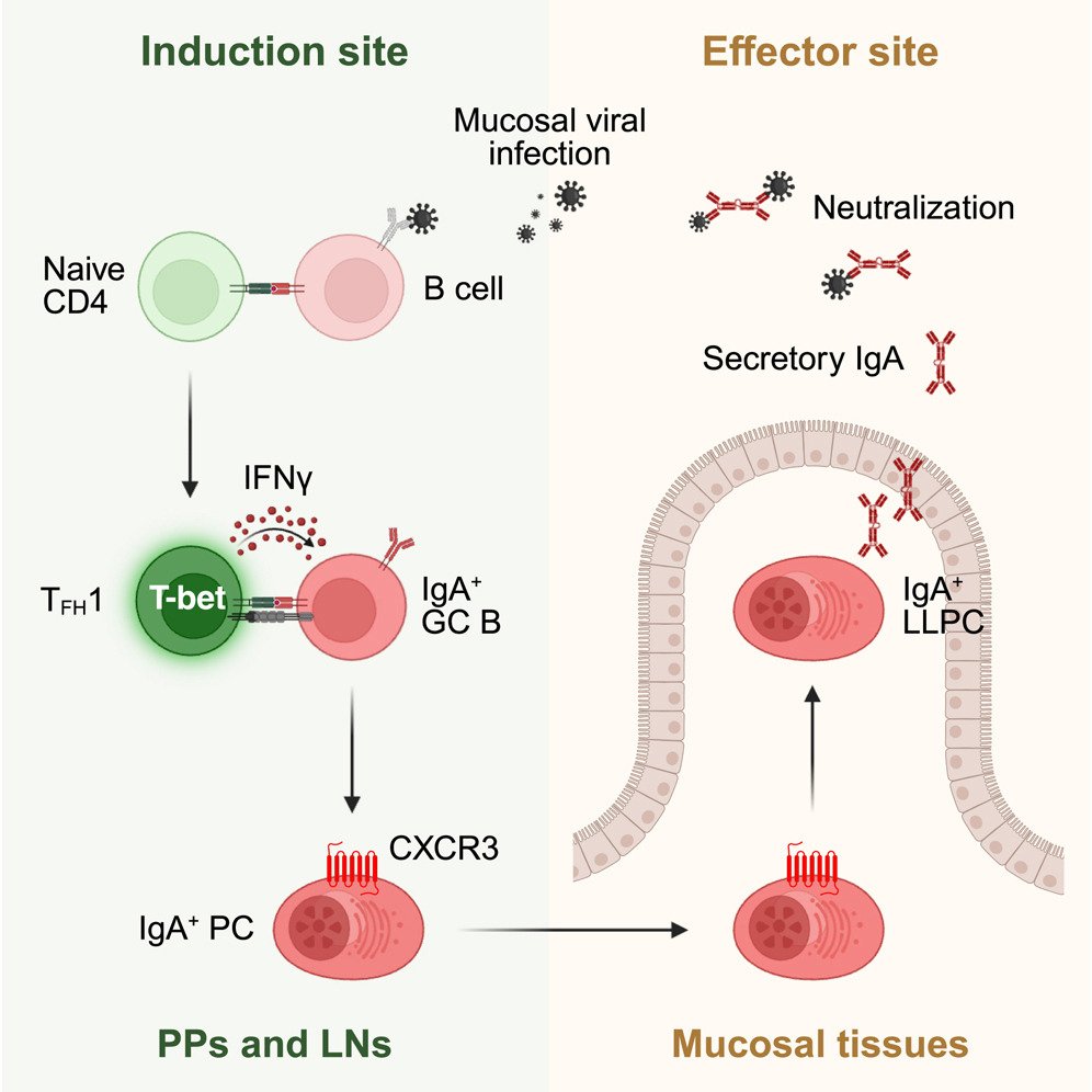 Unlocking Lasting Mucosal Defense with Specialized T Cells
Researchers found that a unique subset of type 1 follicular helper T cells drives the creation of long-lived IgA-producing cells at mucosal surfaces.

Why it matters: Harnessing this pathway may lead to vaccines that