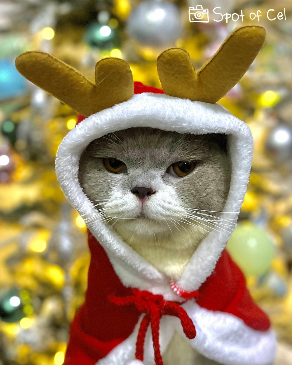 megacatstudios's tweet image. Happy December 1st! We’re starting the final month of the year right with a cute #cat photo!  

May your month be meow-ry and bright! 🎁