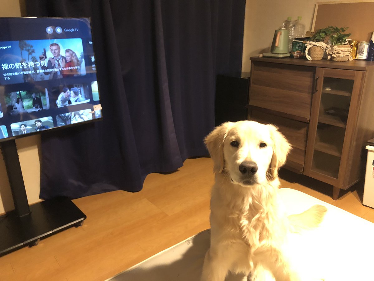 戸建て一人暮らしで1階の冷蔵庫に行くのだるいから1人用の冷蔵庫買ってもた