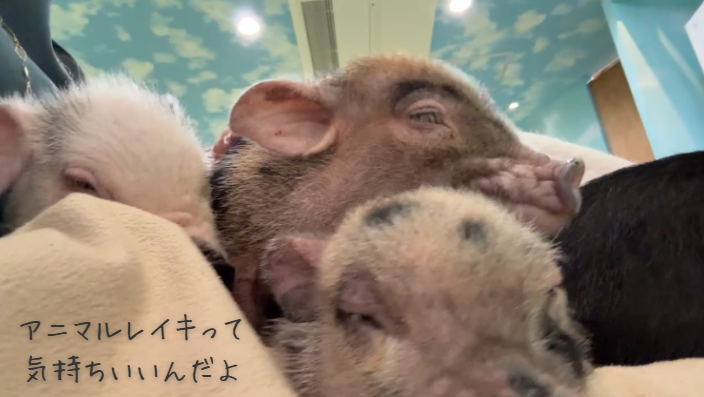 rievet's tweet photo. 英語版アニマルレイキ出版のクラファン、現在43％。

利恵先生は養豚場で、息が止まりかけた子豚がレイキで何度も生き返る瞬間を見てきました。

世界の動物にも安心を届けたい。

カフェ代1000円で応援できます。
👉 https://t.co/CTxSU1NAtx https://t.co/0VNDRDyb1x
