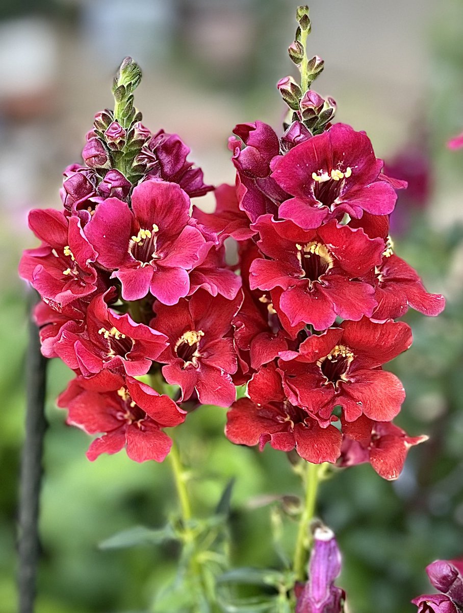 皆さん お疲れさまでした🙇‍♀️

   いいね♡、RP
                今日もありがとう❣️
 (*˘︶˘*).｡.:*♡ #キンギョソウ

  また明日ねぇ  (^_^)/~~~
      楽しい夜を～🌙*ﾟ

 *:.｡..｡.:+・ﾟ・✽:.｡..｡.:+・ﾟ・*