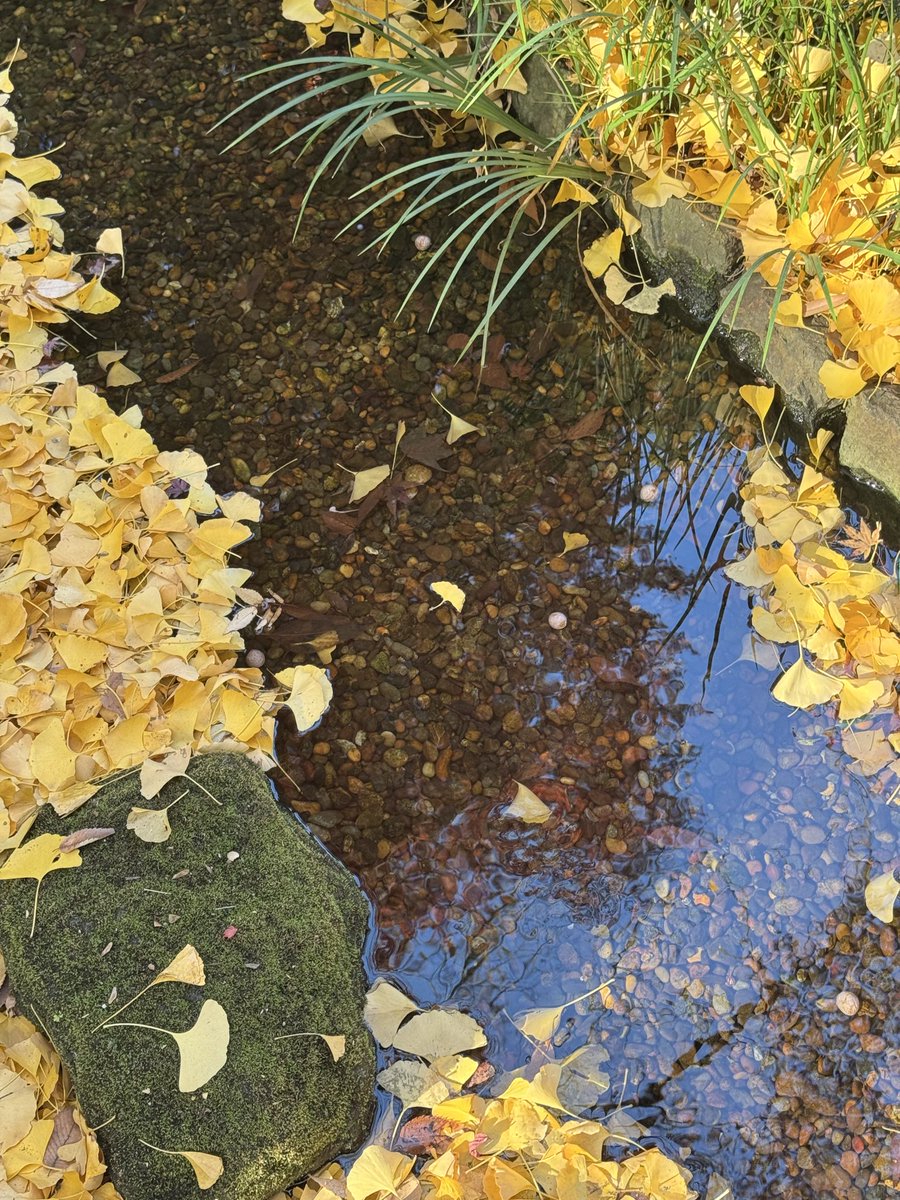 mandorara's tweet photo. 昨日小石川後楽園言ったけど紅葉めっちゃ綺麗だった🍁 https://t.co/XqFi2XyePE
