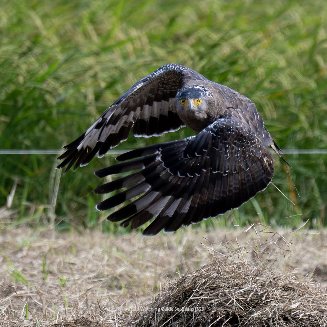 IFG_SeaBeans's tweet image. 力強い！！
カンムリワシ。