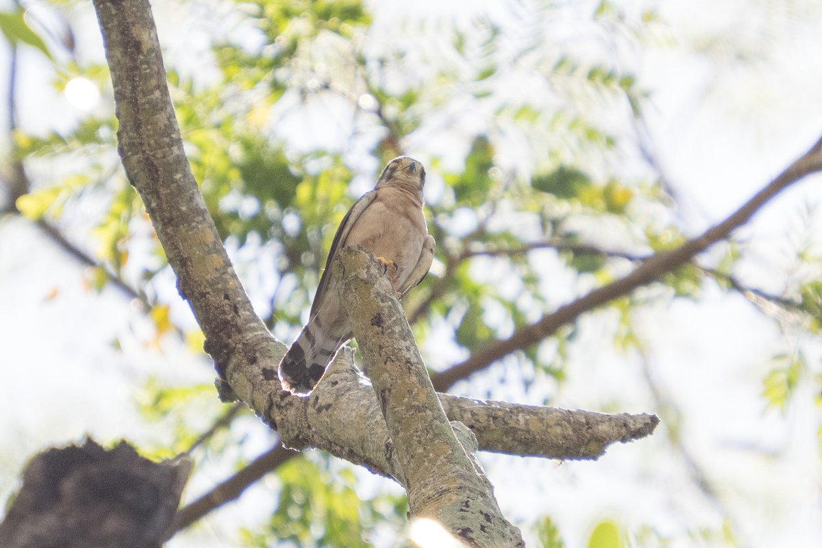 PhilWoollen's tweet photo. After seeing several fly-past Seychelles Kestrels I was stoked to find a pair at a nest hole at the top of a tall tree near our hotel! #Seychelles #Praslin https://t.co/lXgdw7KNaS