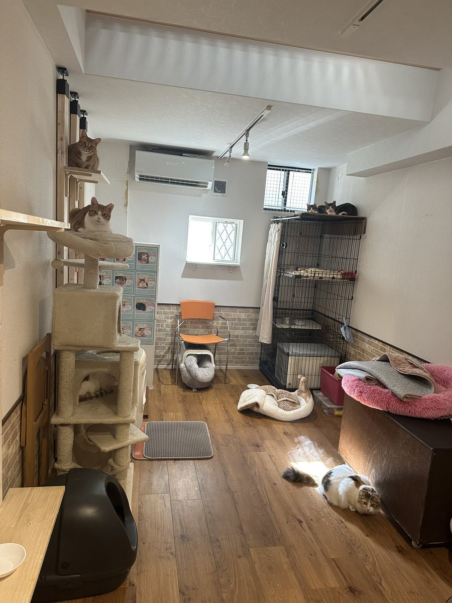 にゃんこカフェ(譲渡型保護猫カフェ) (@nyankocafe22) / Posts / X
