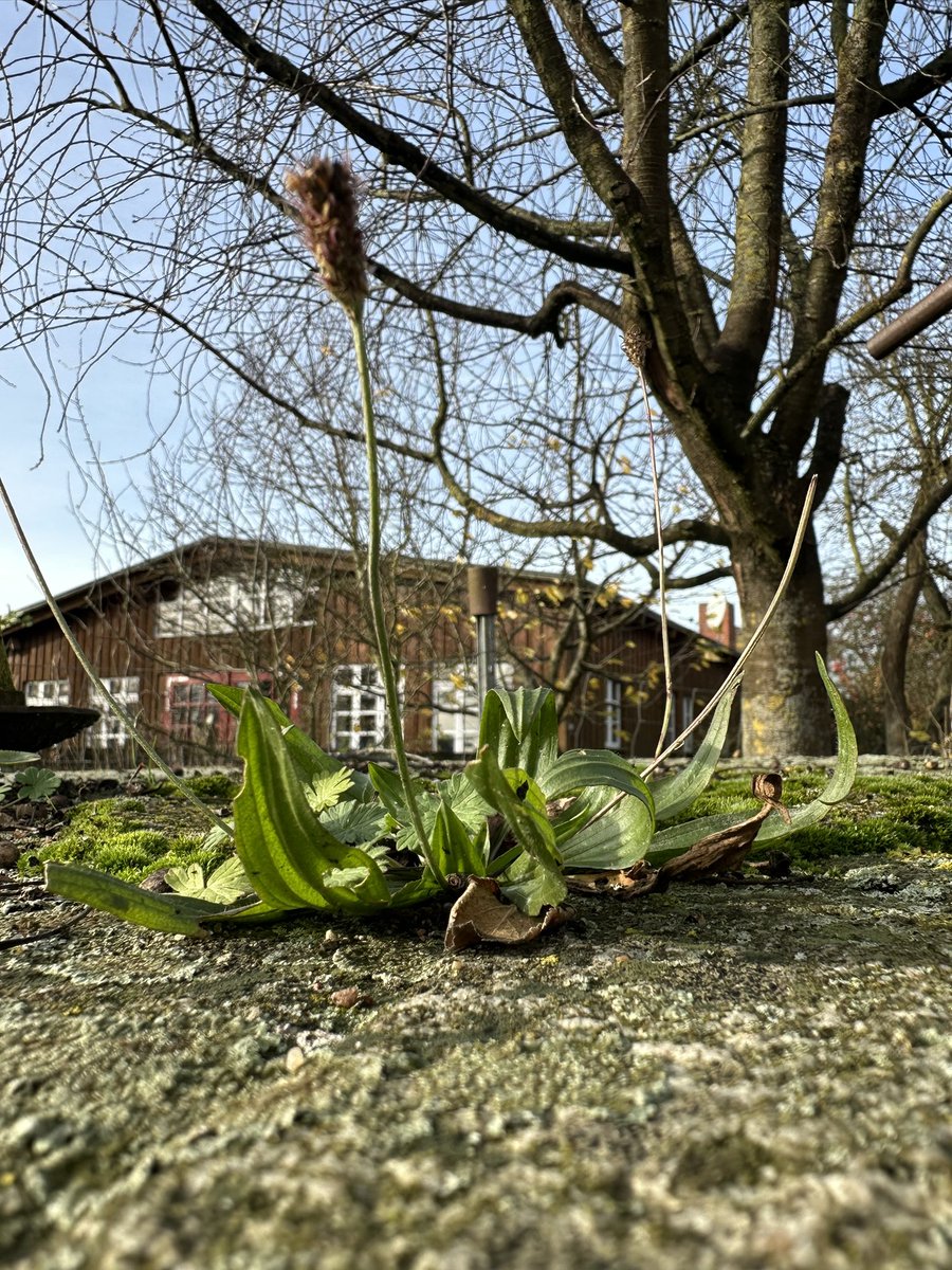 Am Wegrand
Foto von <a href="/Jaellekatz/">Jaelle Katz (🏡)</a> 
Beitrag zur Followerparade "Herbstlandschaften" wirschum.de/followerparade/