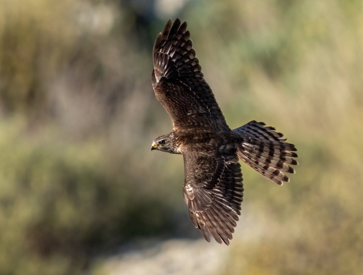 Ali_COBANOGLU_'s tweet photo. Fotoğrafını çekebilmek için Silyon Kalesine aynı gün 2. defa tırmanmamıza sebep olan arkadaş budur 😊

YAZ ATMACASI
LEVANT SPARROWHAVK 

Sony A1 - Sony 200-600 mm

#trakus #ebird #sonyalphatr @trakus_org @cornellbirds @team_ebird #levantsparrowhawk #falcon #sparrowhawk #sonyalpha https://t.co/sMCha6kTkg