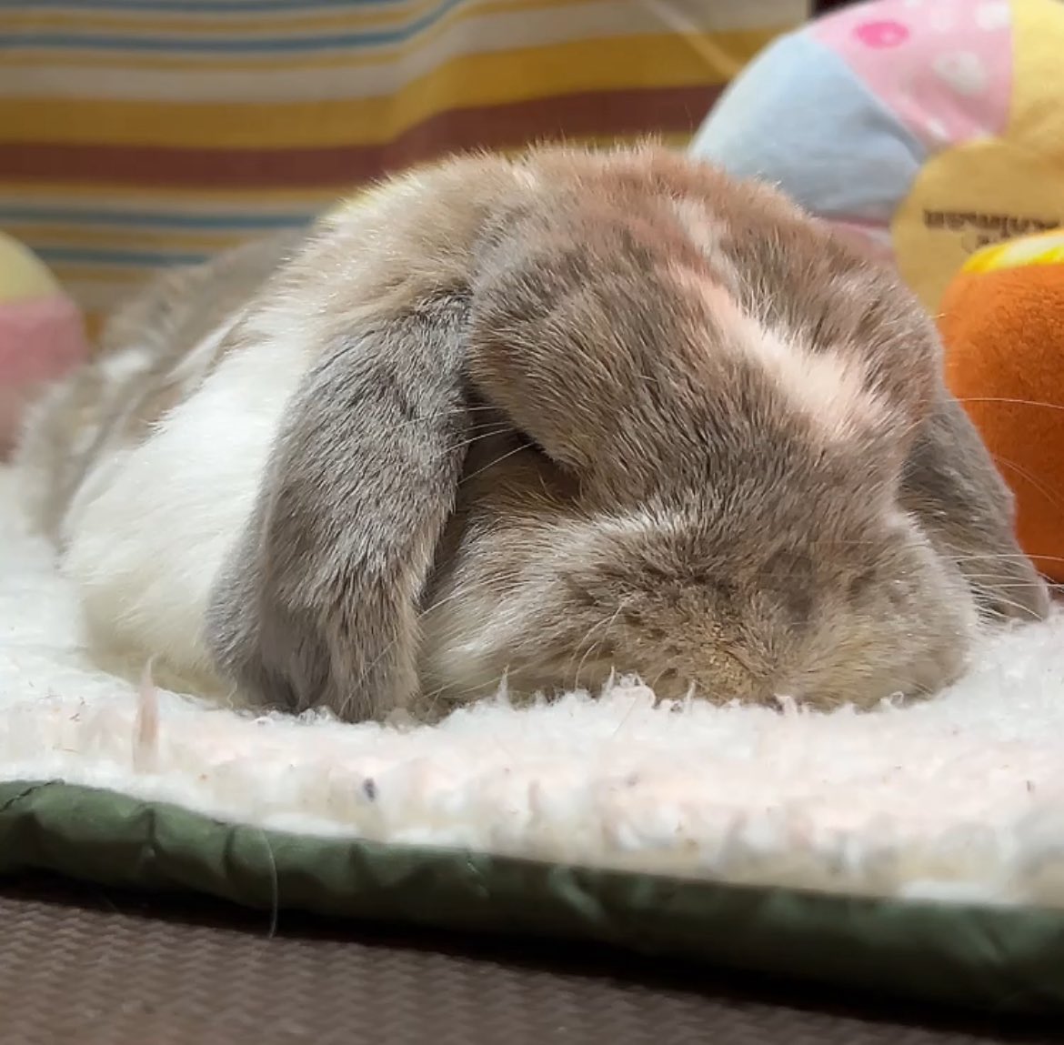 うさぎのココ (@5w1iaVZsovhbpJv) / Posts / X