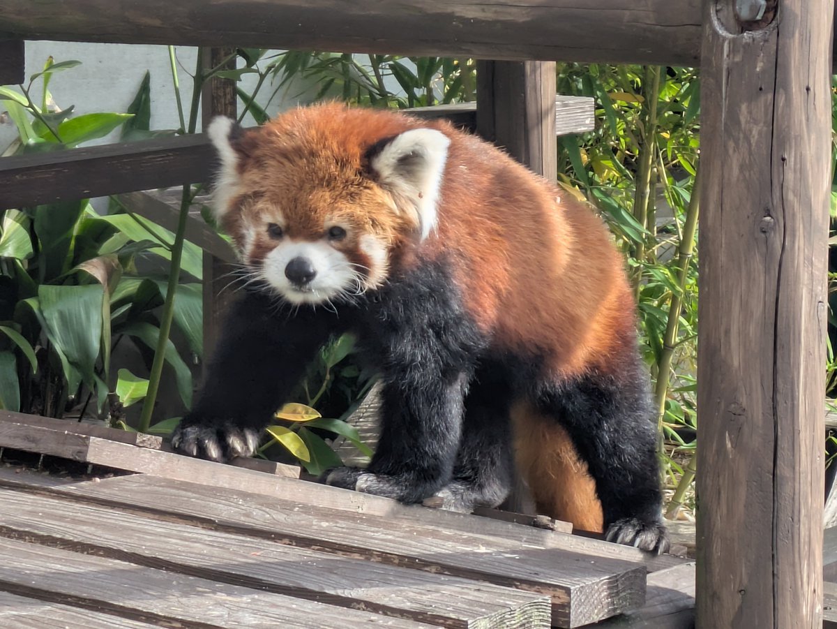 itozu_zoo's tweet photo. 【もふもふ】
お外で気持ちよさそうなリンリン😆
#到津の森公園 #ItozuZoo #レッサーパンダ #Red_Panda https://t.co/3jaHritLQo