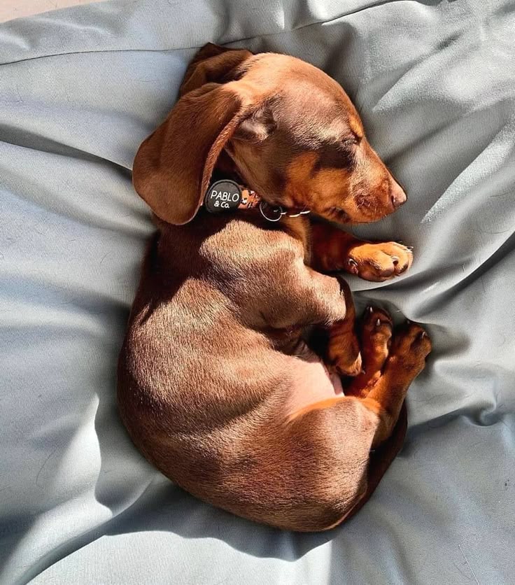 daschundlovers2's tweet image. She's looking at me like, "Please, just take this off so I can eat something real." 😅

#dachshunds #fblifestyle