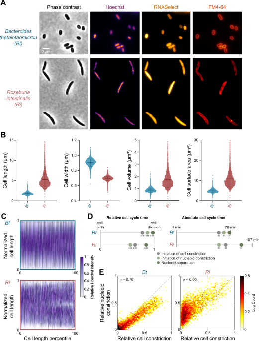 Communications Biology tweet media