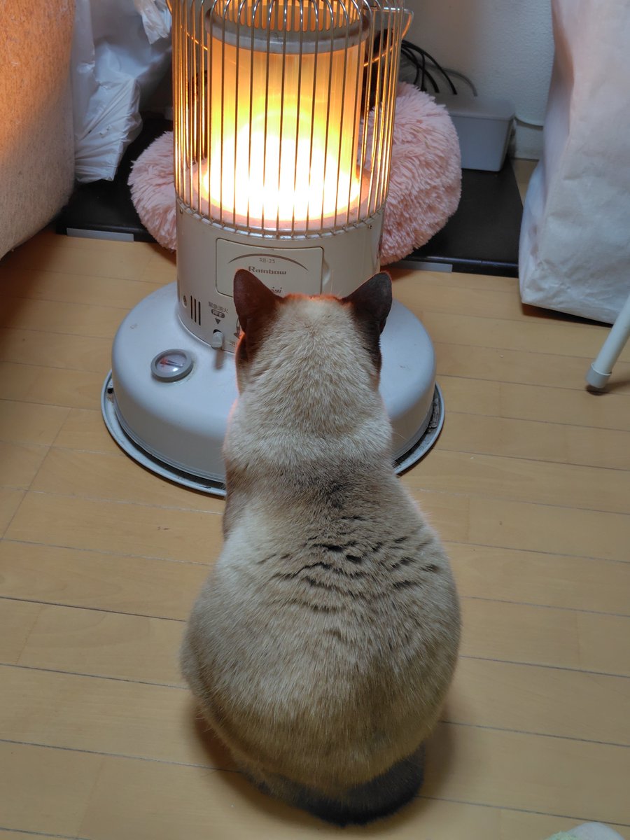 こやりん 19点 イイ色になってきた