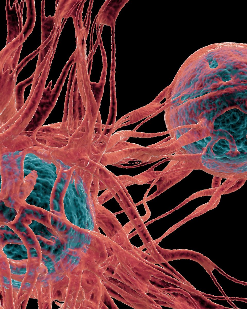 fiosgenomics's tweet image. Bioinformatics approaches are widely used in #oncology research and #drugdevelopment. 
⬇️Learn why! ⬇️
 fiosgenomics.com/cancer-bioinfo… 
#bioinformatics #cancerresearch