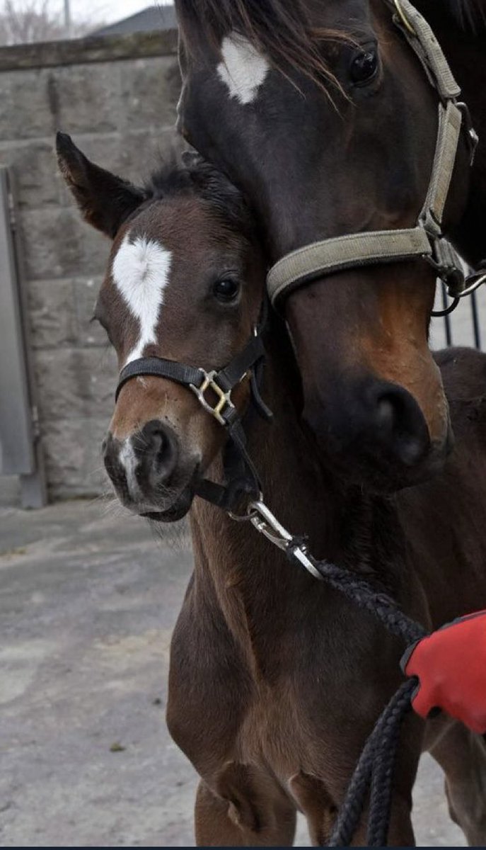 しろまる (@shiro1maru) / Posts / X