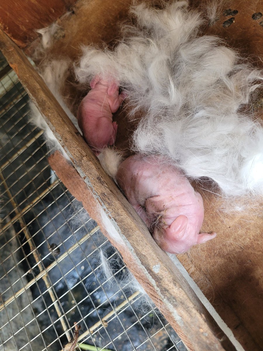 Demeterfarmsgh's tweet photo. Another doe just gave birth to 3 kits, but sadly, one didn’t make it 😥 @johndumelo @King1ye @official_eddiek @gyaigyimii https://t.co/kImkBEXaR7