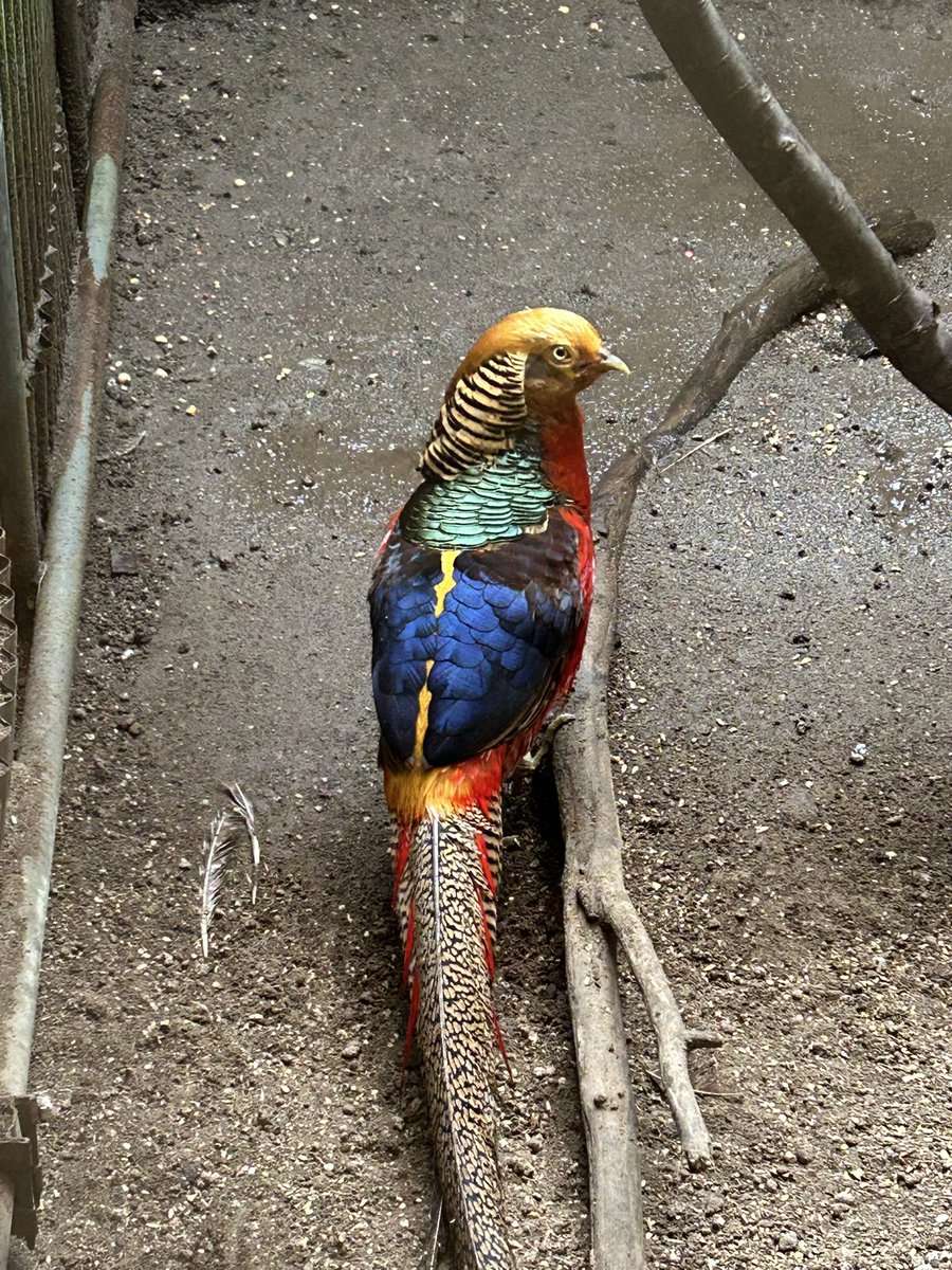 ushiku_bird's tweet image. #今日の1種 
#キンケイ
#GoldenPheasant

この前振られてたけど、今日はうまく行ってるようです👀
※繁殖期は春。秋だと春の気候(日照や気温など)が似てるからやや活発的になる。秋産卵は稀。