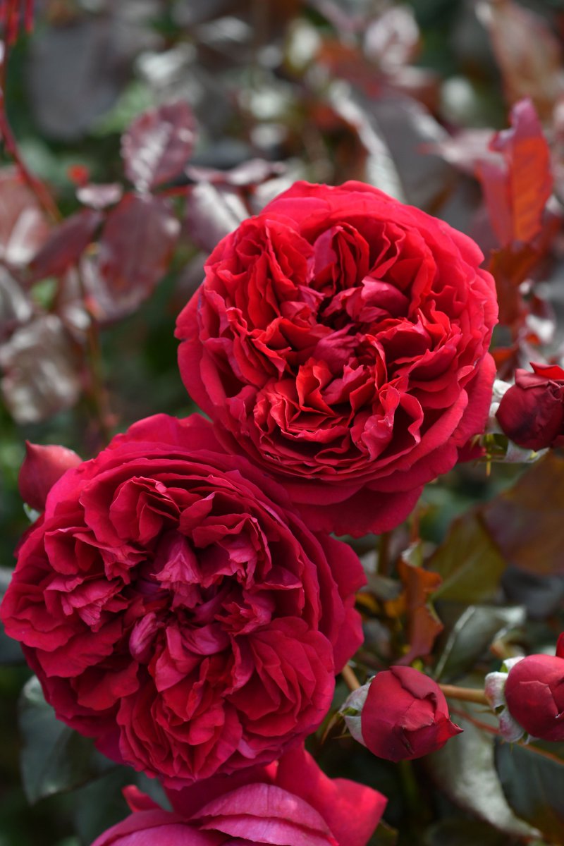 届くの楽しみ☺️💕