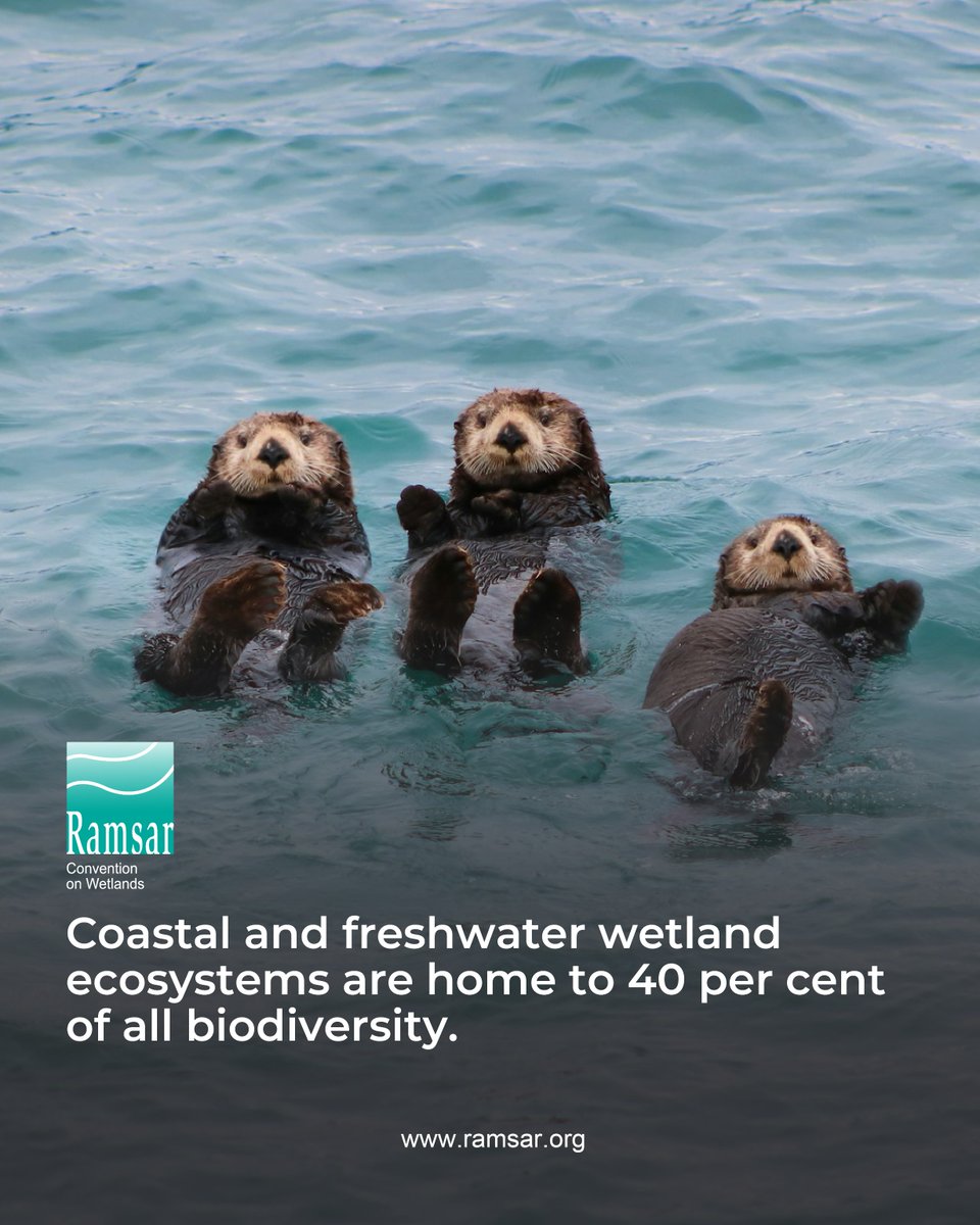 RamsarConv's tweet image. An estimated 40 percent of the world&apos;s biodiversity are found in wetlands, from inland lakes, swamps and river floodplains to coastal mangroves, coral reefs, tidal mudflats and salt marshes.

More than a million threatened species of plants and animals depend on wetlands for…