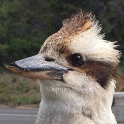 AnnaGulper's tweet image. If you add a picture, before publishing it, you have the option to add a DESCRIPTION klicking on ALT.
In German i see now on the added picture
a button &quot;Bearbeiten&quot;left side, right side a x.