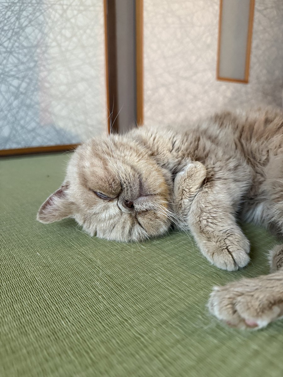 mameK527's tweet photo. 余命宣告からの闘病6年目に突入しましたがこの寝顔を守る為に、他の闘病預かり猫達も含め1ヶ月6万以上かかります。

オーダー猫付きしめ縄の売り上げで医療費に！どうか一緒に助けて下さい

詳細はこちらで
https://t.co/0dLzTSPb1f

お支払いは銀行振り込みかPayPay https://t.co/d13Ipnzh7P