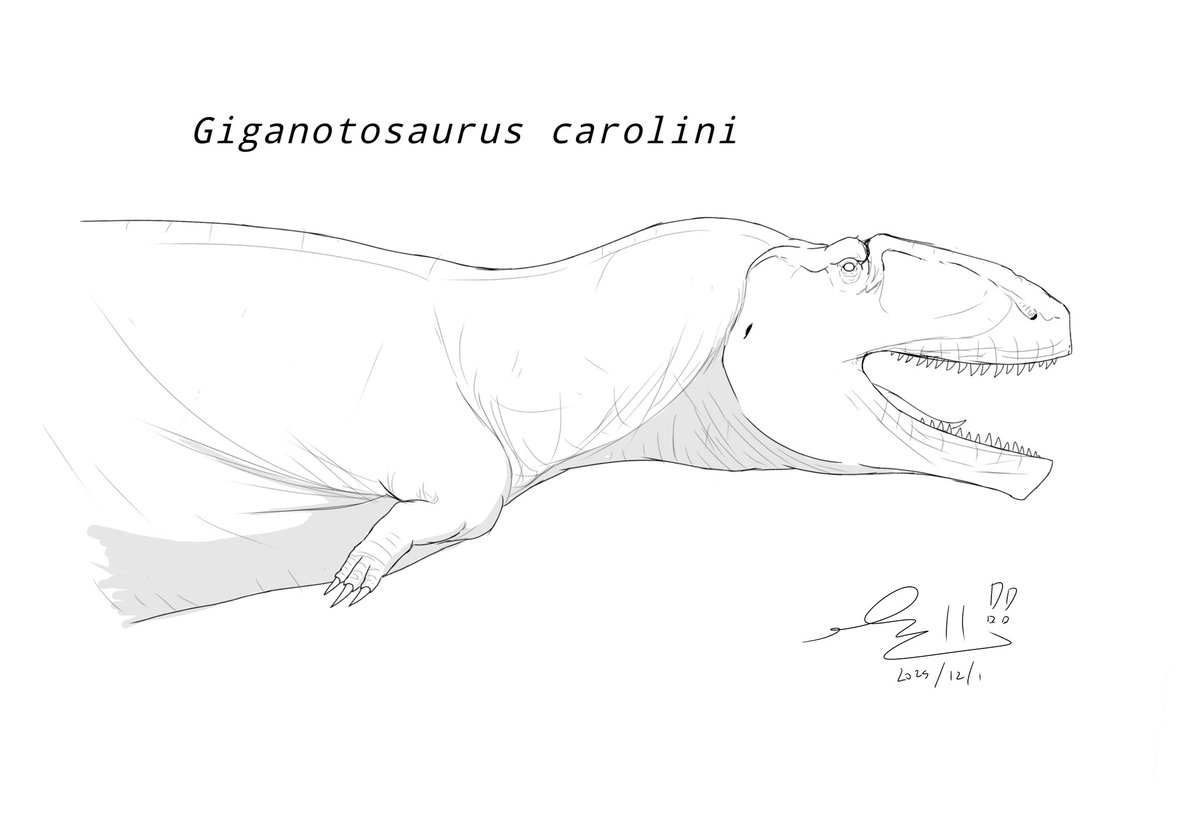 Giganotosaurus doodle based on new skeletal reconstruction