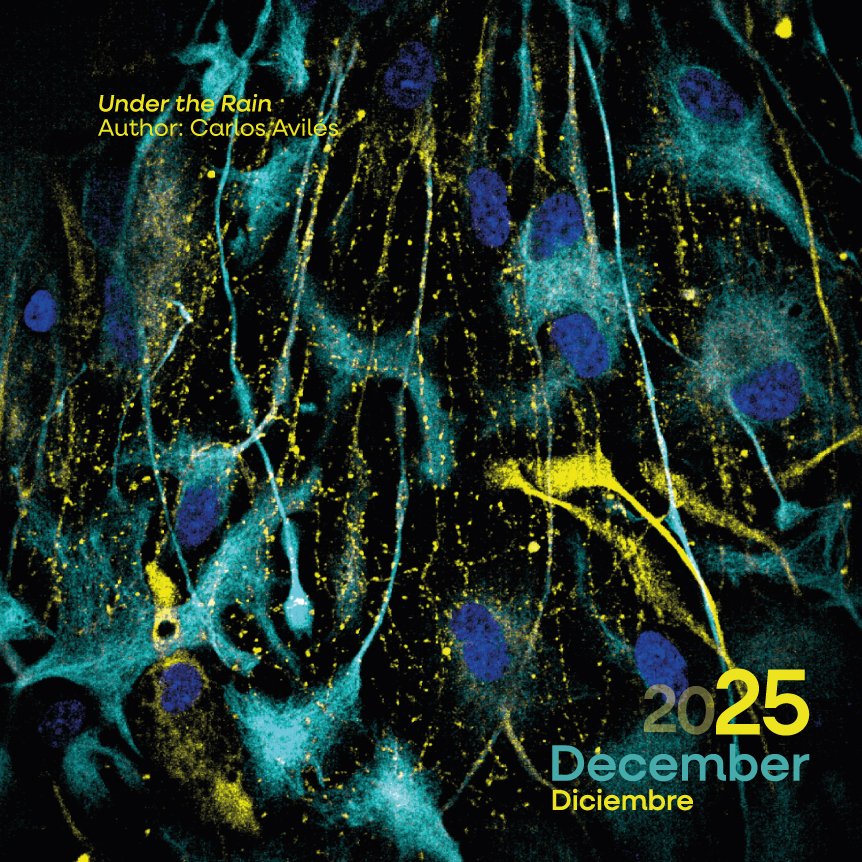 NeuroAlc's tweet image. ✨ ¡Bienvenido, diciembre! ✨
Cerramos el año celebrando la curiosidad que nos impulsa a explorar, descubrir y comprender nuestro mundo.
Iniciamos este mes con la imagen &apos;Under the Rain&apos; de @carlosavilesgr #SciencePhoto_IN