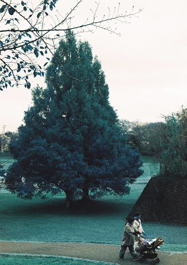 ryoezou's tweet image. 綺麗な緑だろ

紅葉してんだぜ

ロモターコイズ
#カメスズ
#lomography