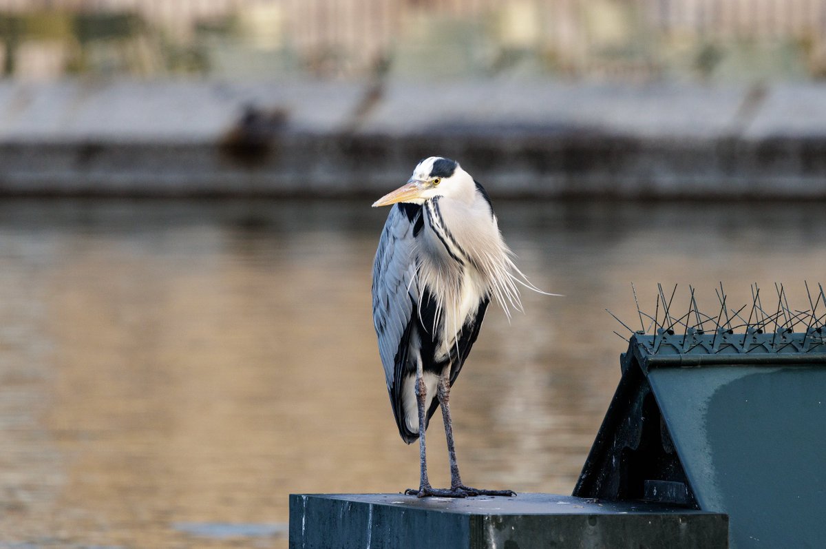 𓅣 Depuis plusieurs années, chaque automne, un héron s'installe au Jardin du Luxembourg et y reste tout l'hiver.

👣 Chaque matin, avant l'ouverture au public, il se promène tranquillement près du grand bassin. ⛲️