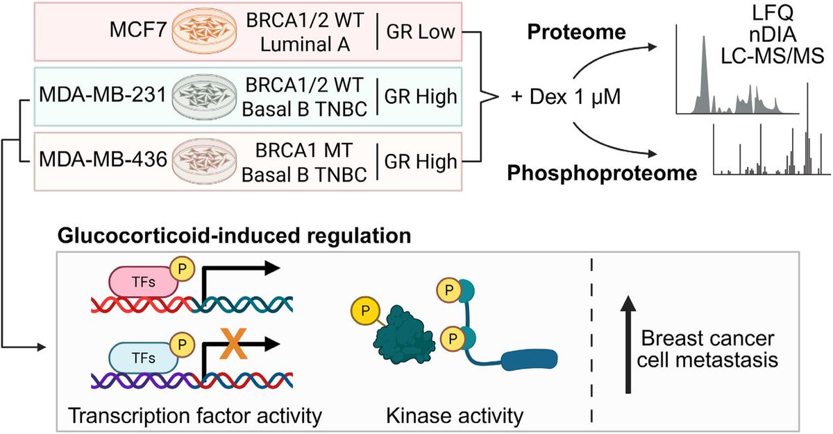 ReSyn Biosciences tweet media