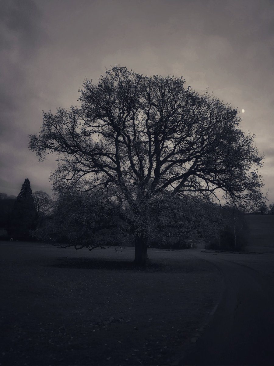 ClarkMail's tweet image. ©️ Roy Powers Clark 2025
#tree #evening #NaturePhotography