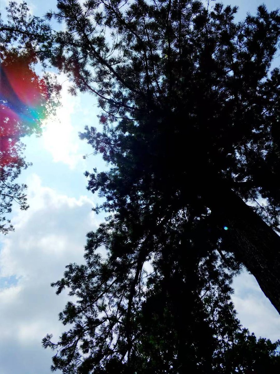 XJiazhou's tweet image. The best time to #plant a #tree was 20 years ago.